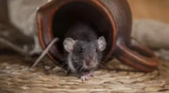 Domaći mousetrap plastične boce